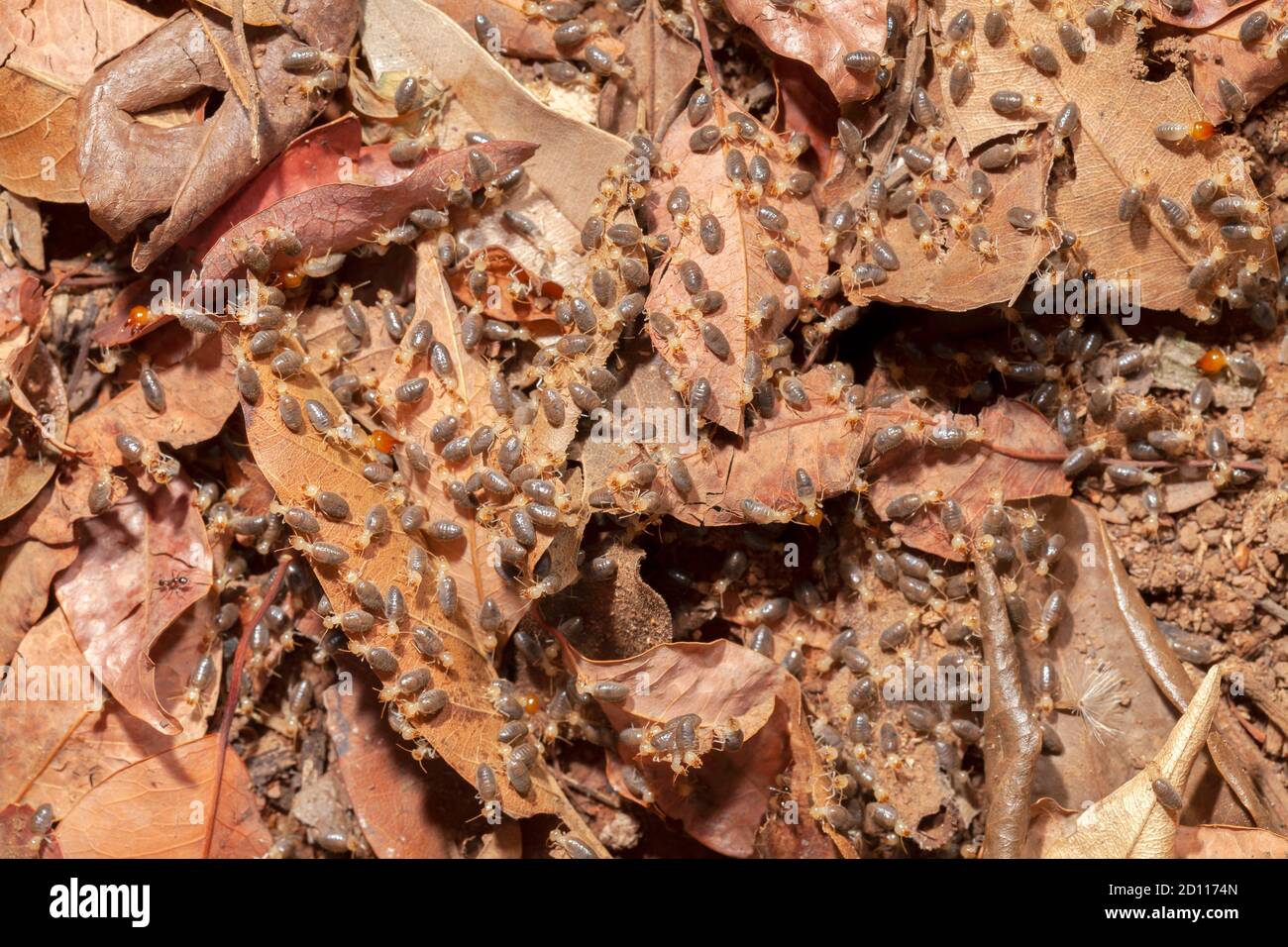 Termites sur terrain macrophotographie animal Banque D'Images