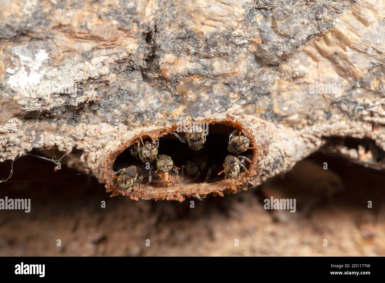 Nannotrigona testaceicornis irai abeille sans piquant sur la ruche Banque D'Images