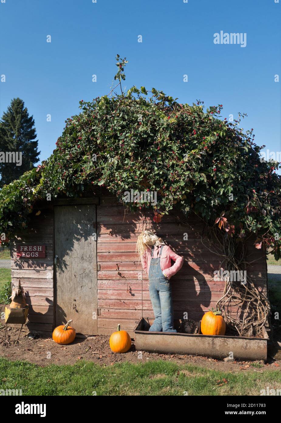 Un coop de poulet avec des plantes vivantes sur le toit décoré pour Halloween. Banque D'Images