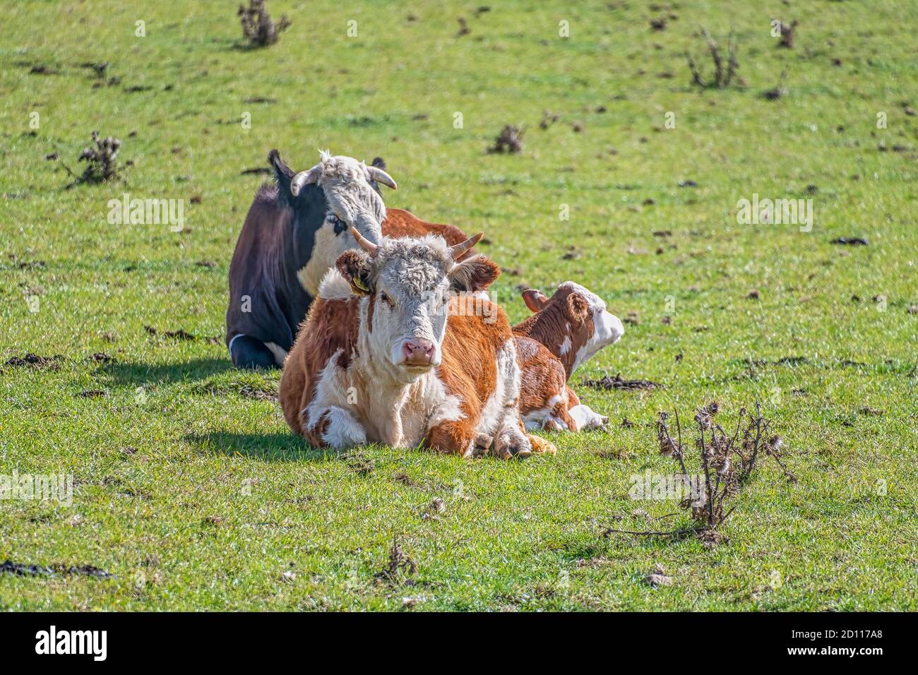 Vaches couchées dans un champ par un jour ensoleillé Banque D'Images