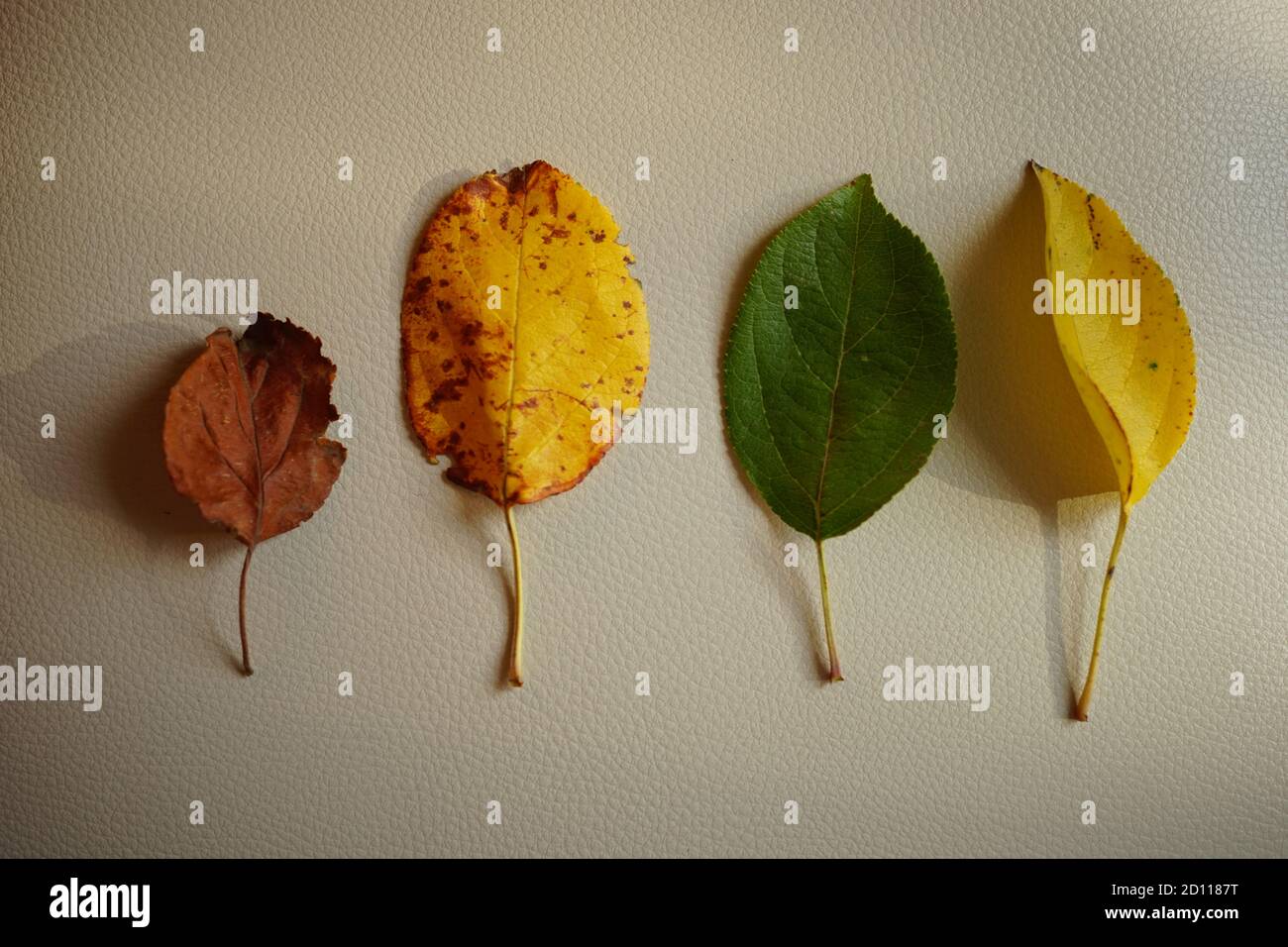 Ensemble de quatre feuilles d'automne de différentes couleurs sur une table blanche. Vue de dessus Banque D'Images