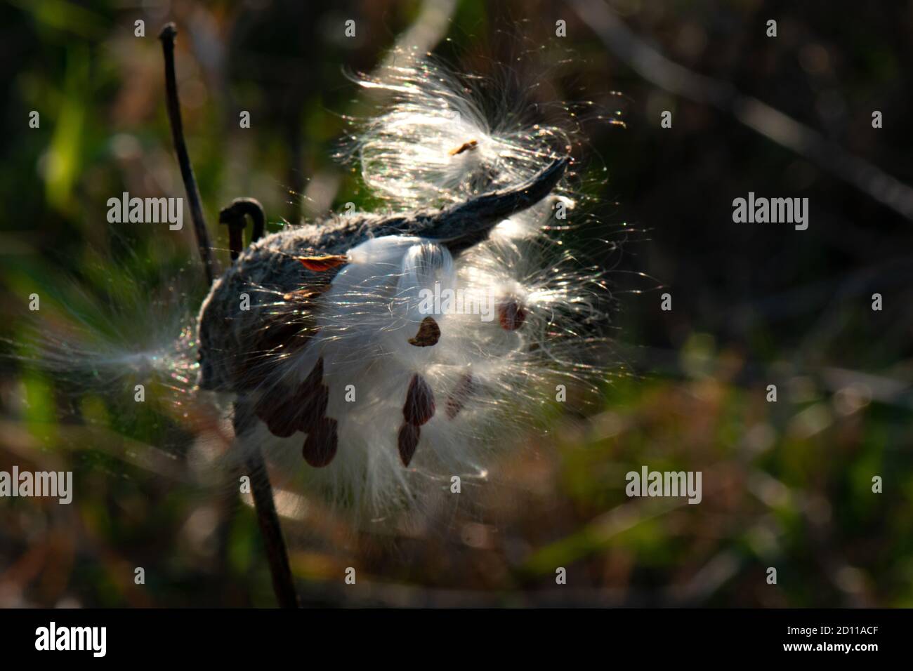 La gousse de milkweed prend le soleil d'octobre Banque D'Images