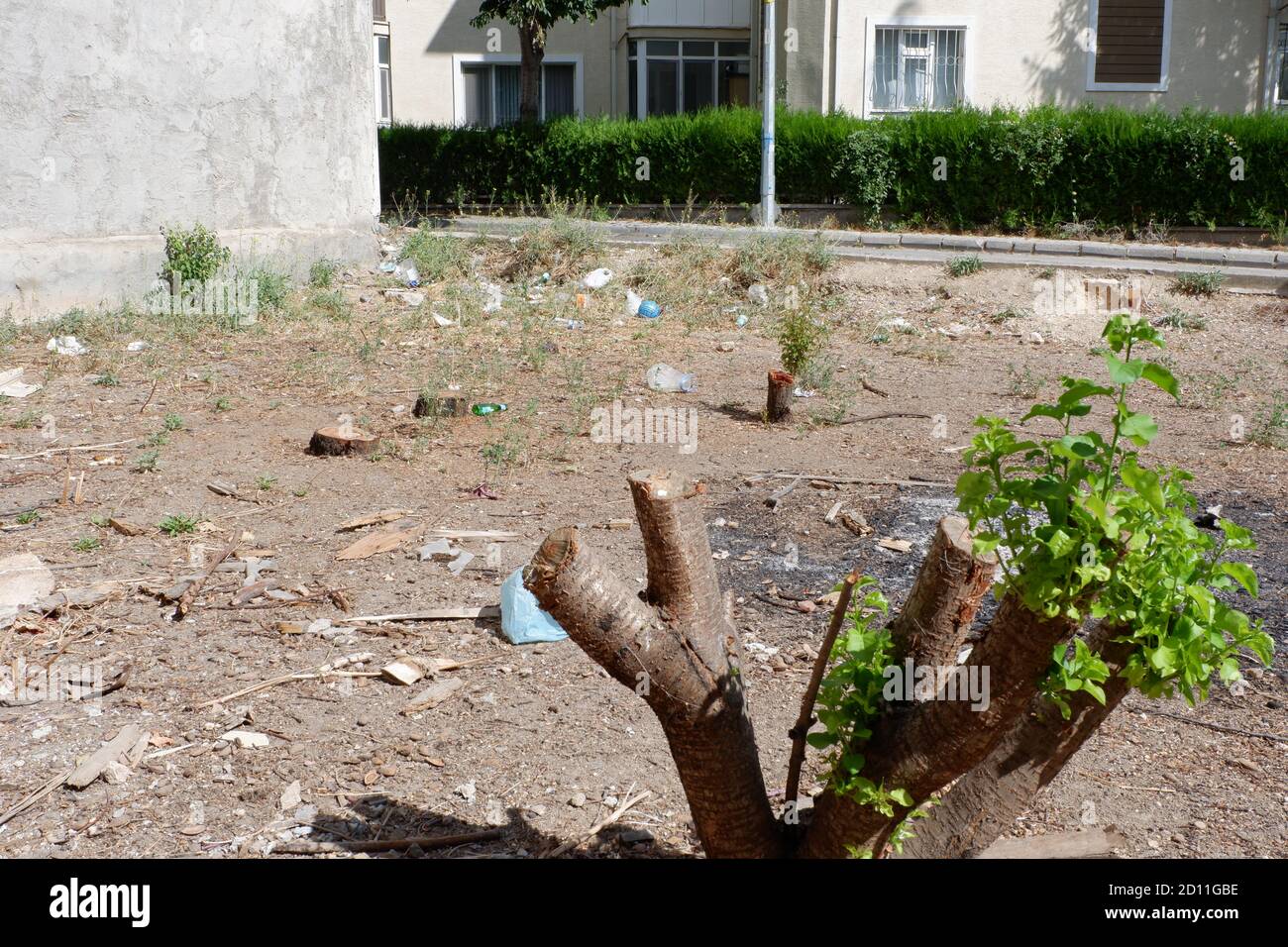 Arbre coupé sur terrain de construction Banque D'Images