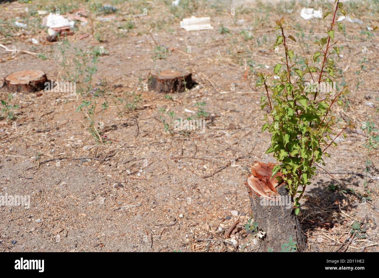 Survivre : les arbres s'épanouissent à nouveau après la coupe Banque D'Images