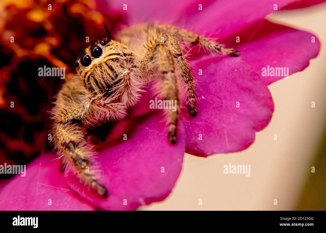 Araignée sur fleur rouge Banque D'Images