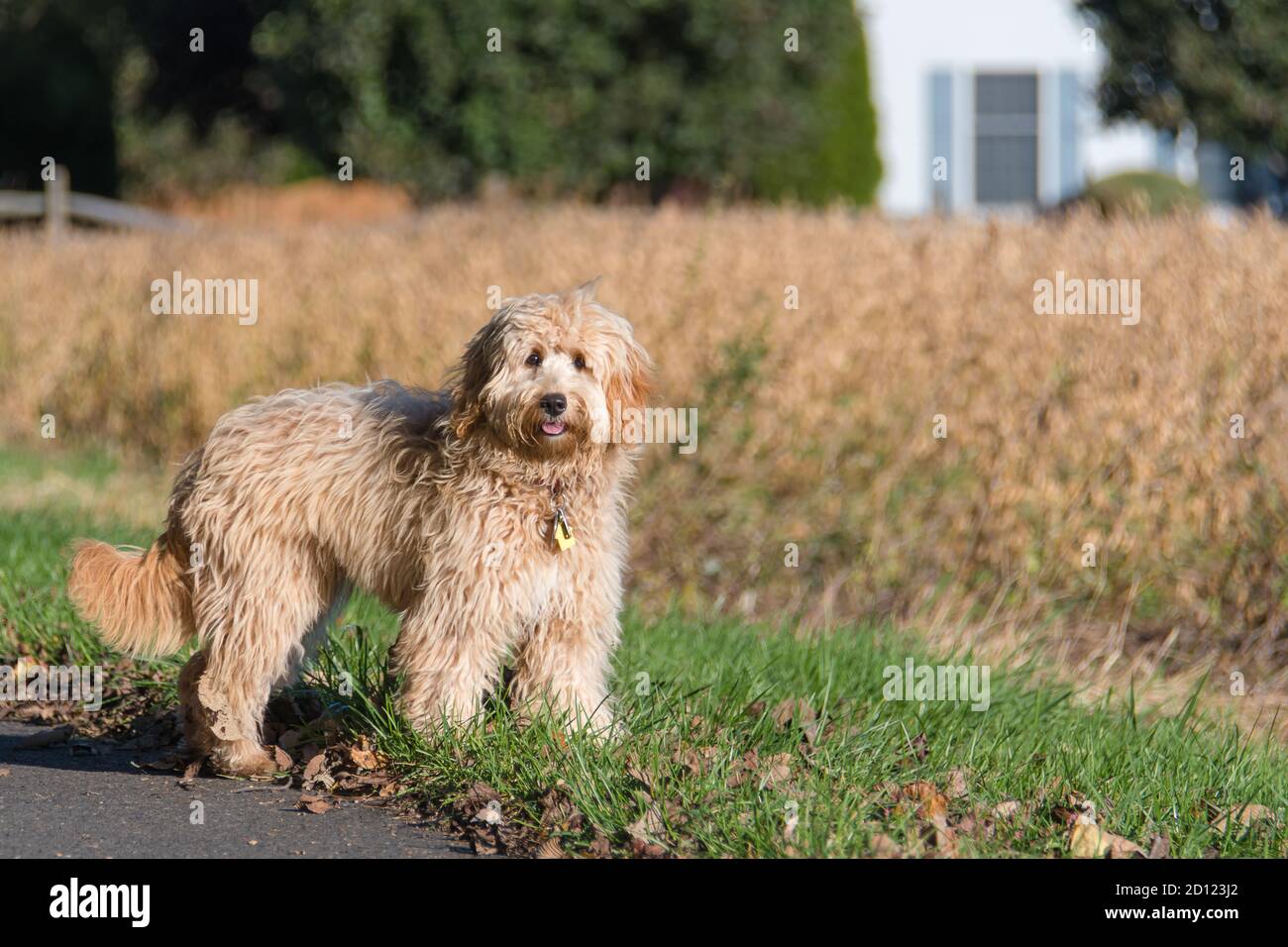 Femelle de mini chien Goldendoodle F1B en extérieur Banque D'Images