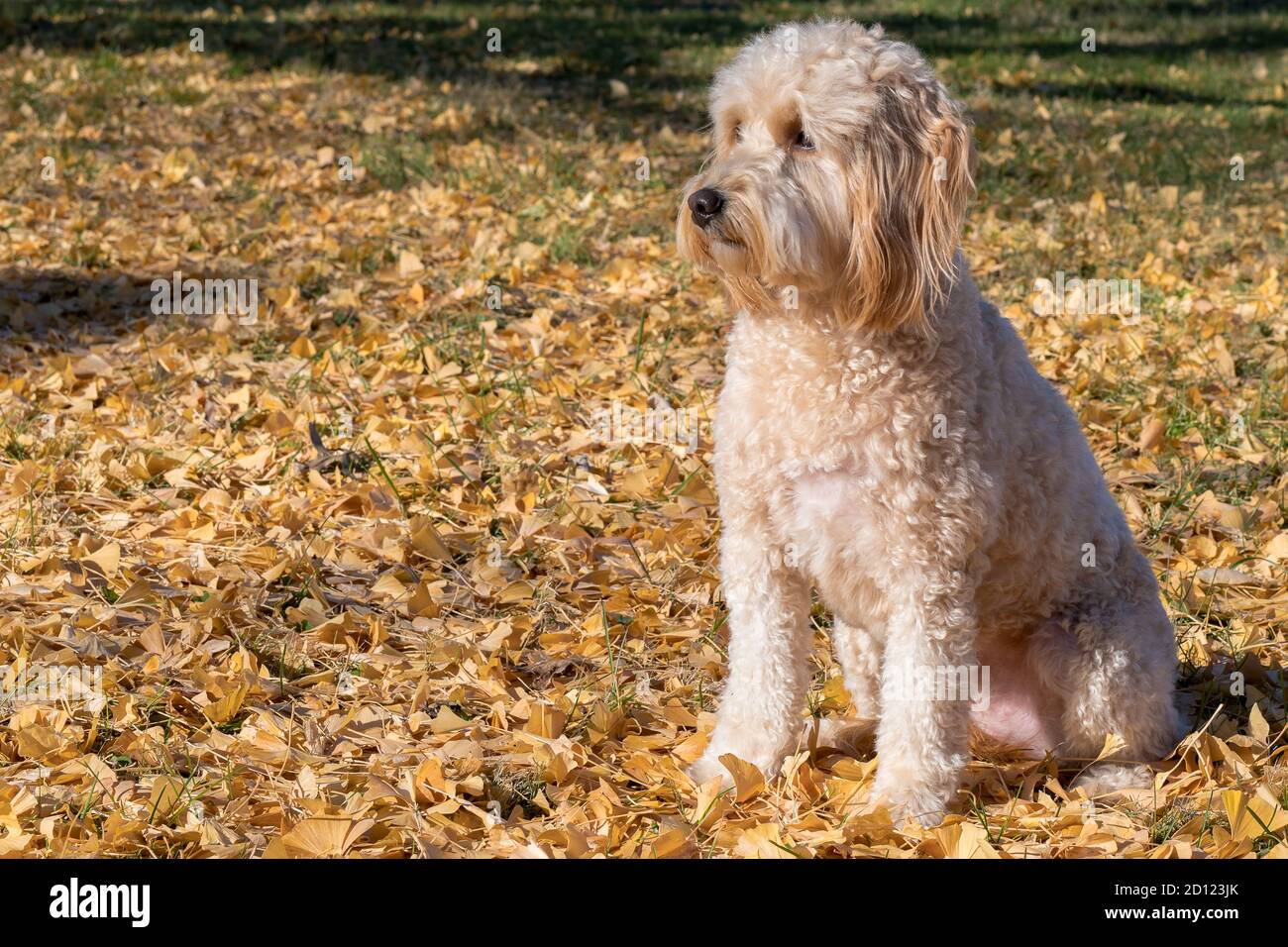 Femelle de mini chien Goldendoodle F1B en extérieur Banque D'Images