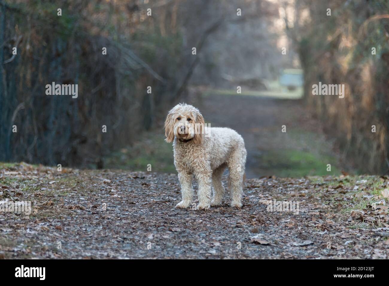 Femelle de mini Goldendoodle F1B chien posant dans un environnement extérieur Banque D'Images