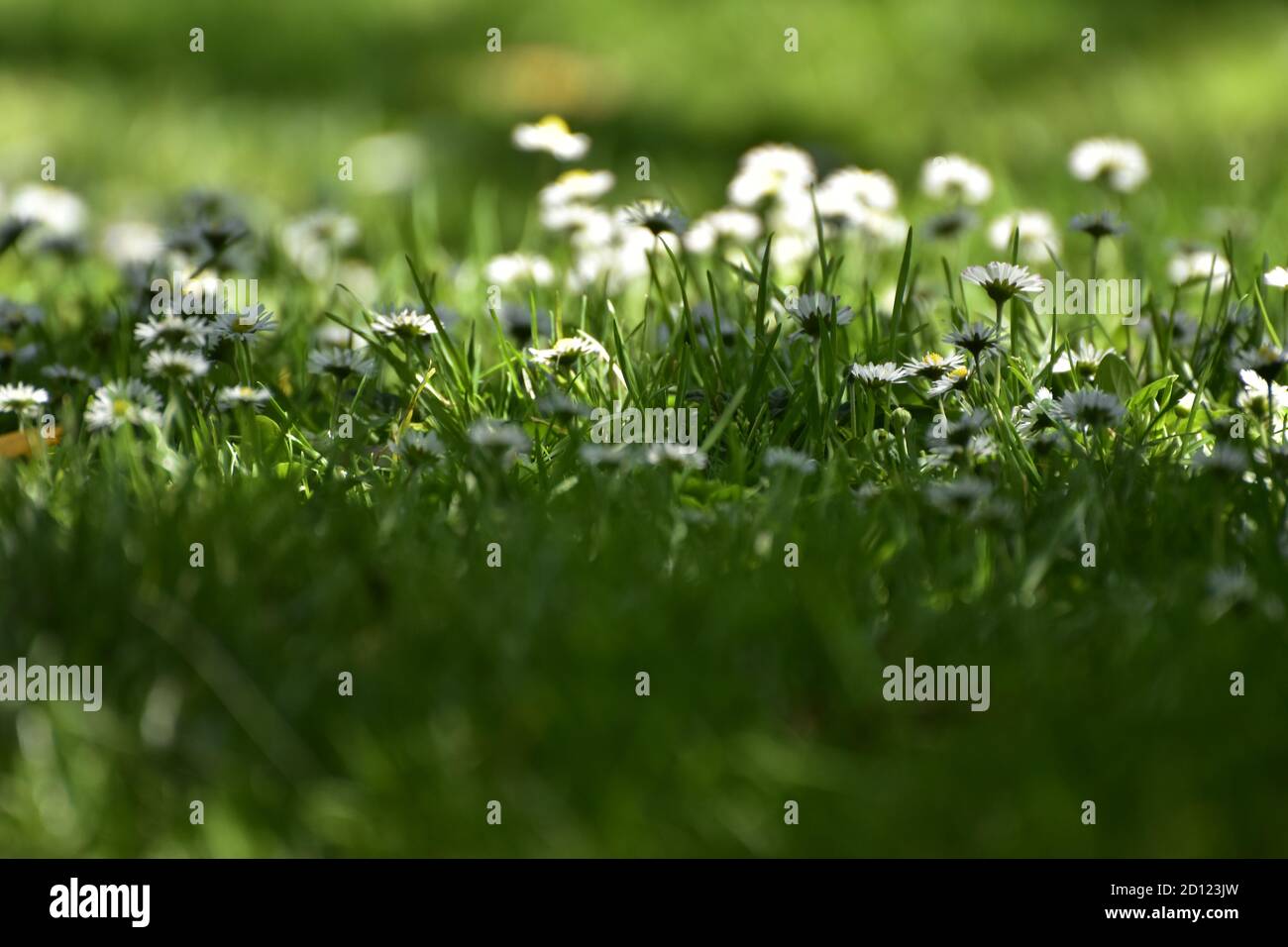 Daises sur l'herbe Banque D'Images