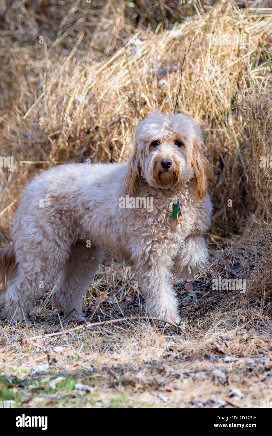 Femelle de mini chien Goldendoodle F1B en extérieur Banque D'Images