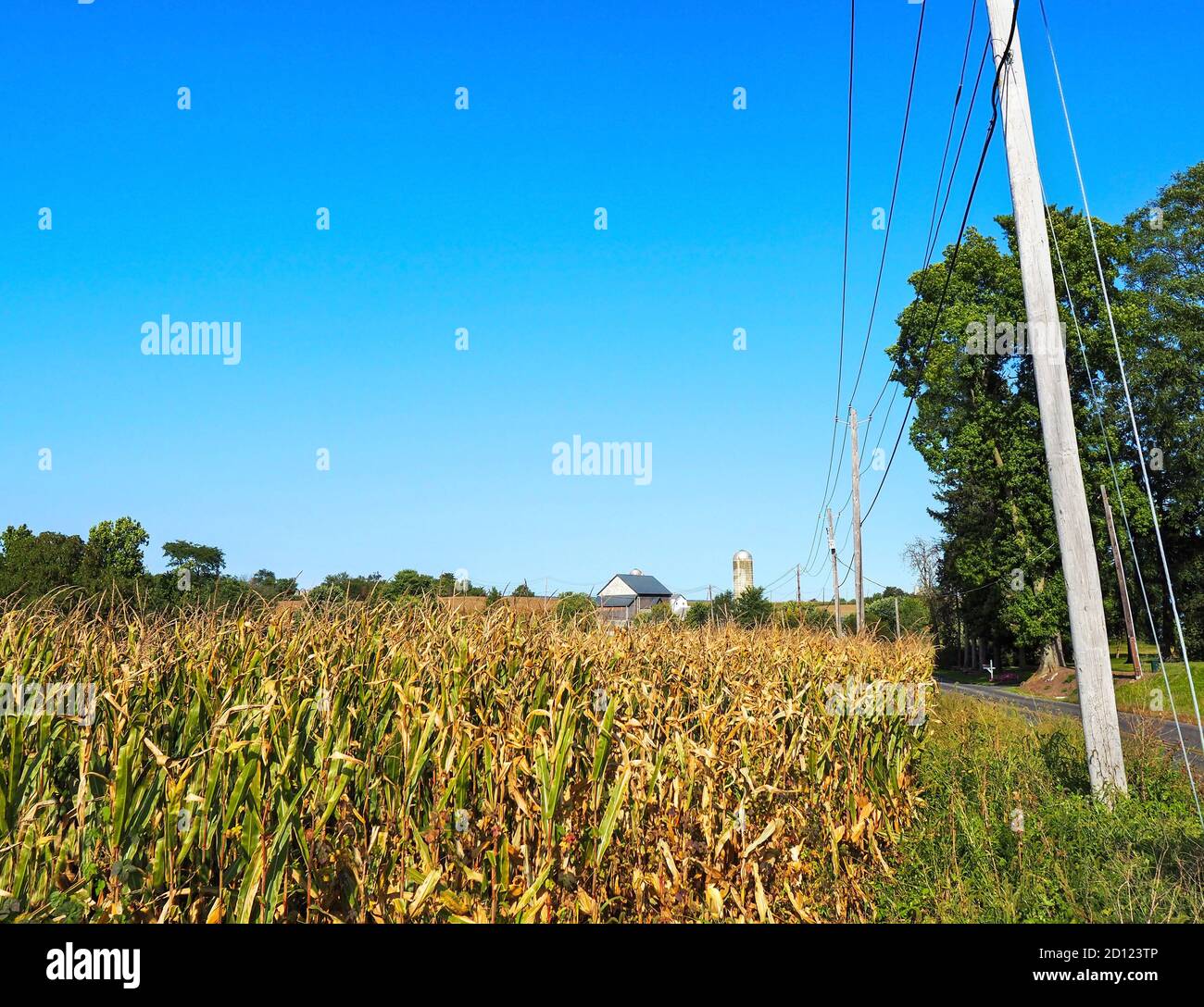 Paysage rural avec champs de maïs, silos à grains, une grange, de vieilles lignes électriques, et un ciel bleu dans la campagne de Pennsylvanie. Banque D'Images