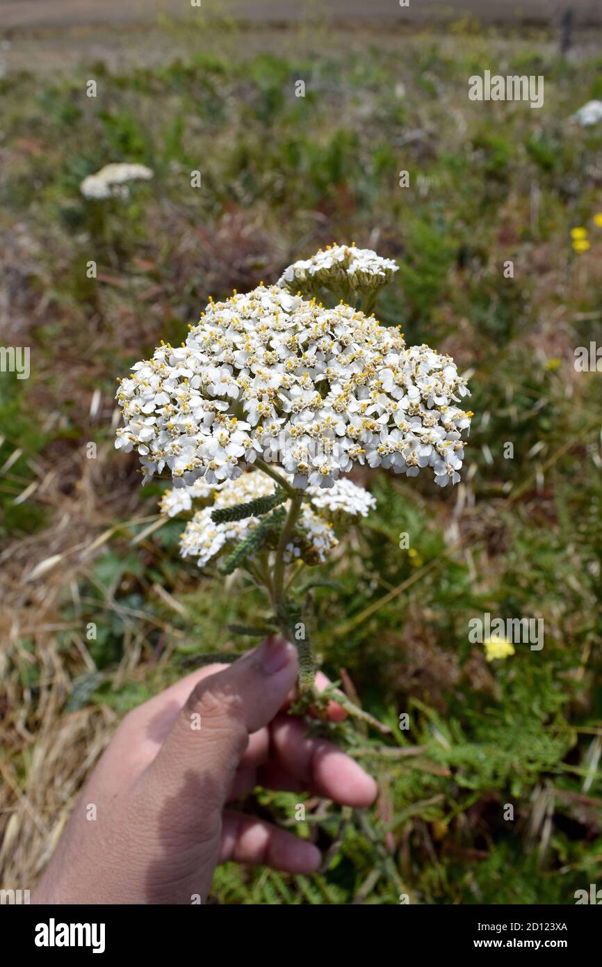 (Achillea Millefolium) flèche jaune commune. Stand de yarrow à point Reyes National Seashore. Banque D'Images