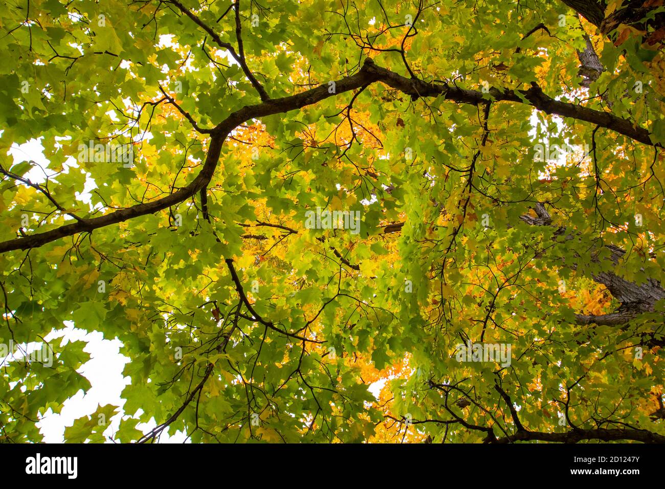 Branche colorée de feuilles d'érable en automne, horizontale Banque D'Images