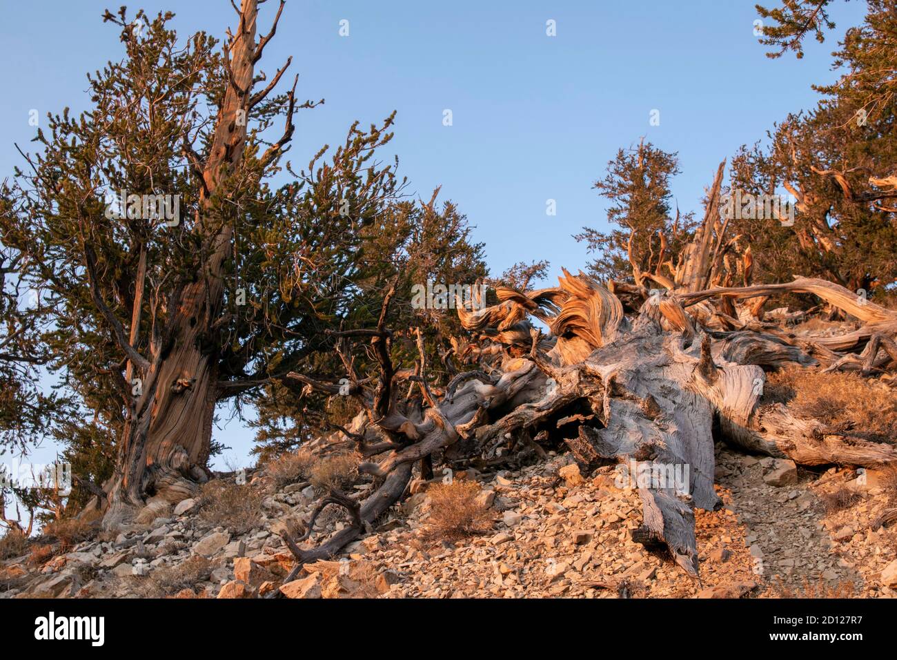 L'ancienne forêt de pins de Bristlecone abrite certains des plus anciens arbres du monde. Il est situé au sommet de White Mountain dans le comté d'Inyo, CA, USA. Banque D'Images