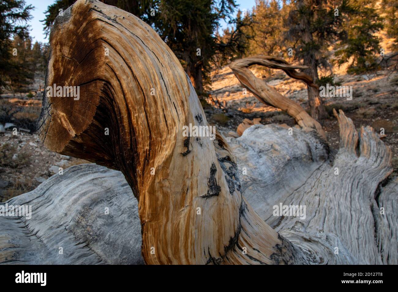 L'ancienne forêt de pins de Bristlecone abrite certains des plus anciens arbres du monde. Il est situé au sommet de White Mountain dans le comté d'Inyo, CA, USA. Banque D'Images
