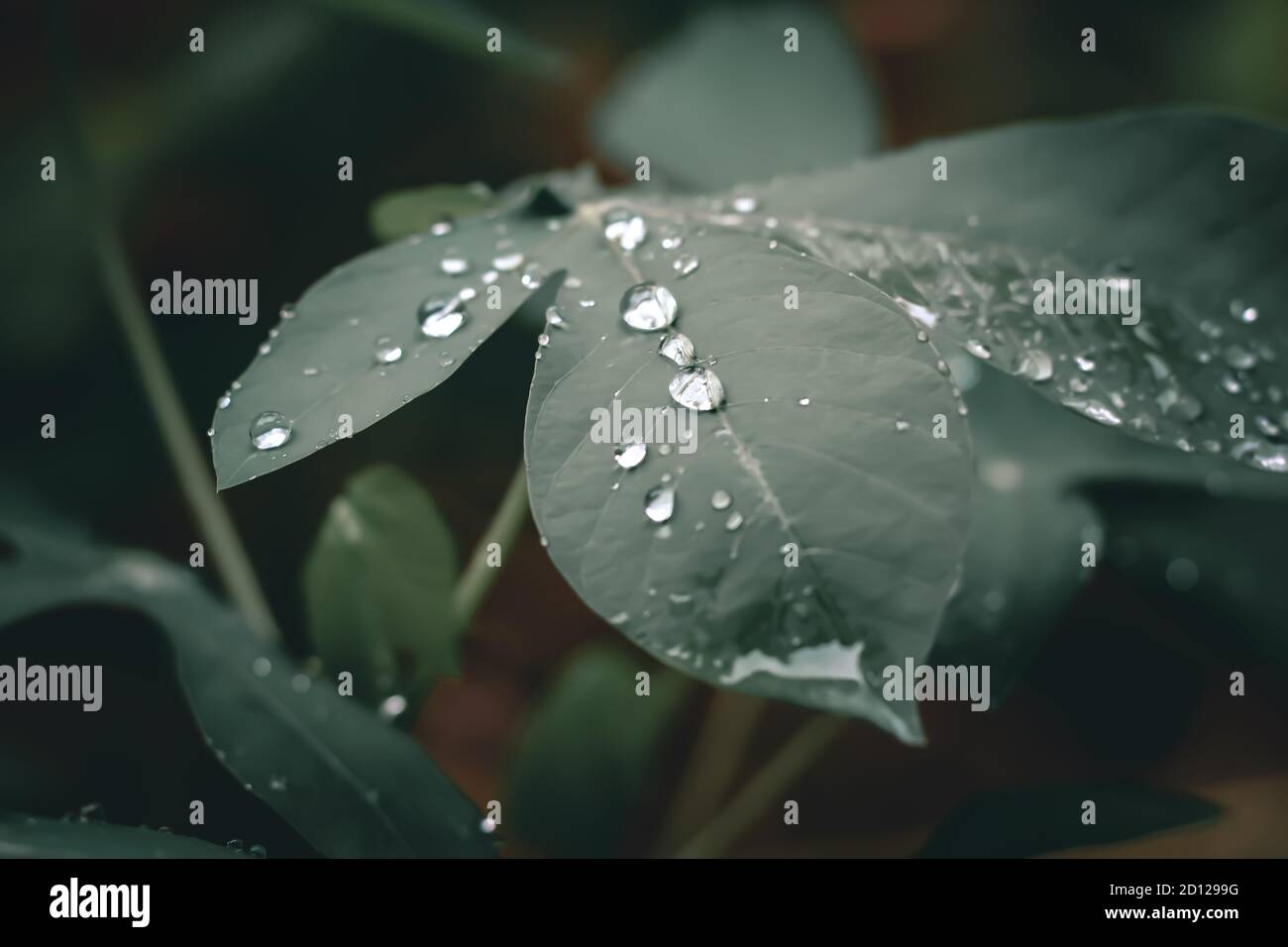 gouttelettes d'eau sur les feuilles de manioc Banque D'Images