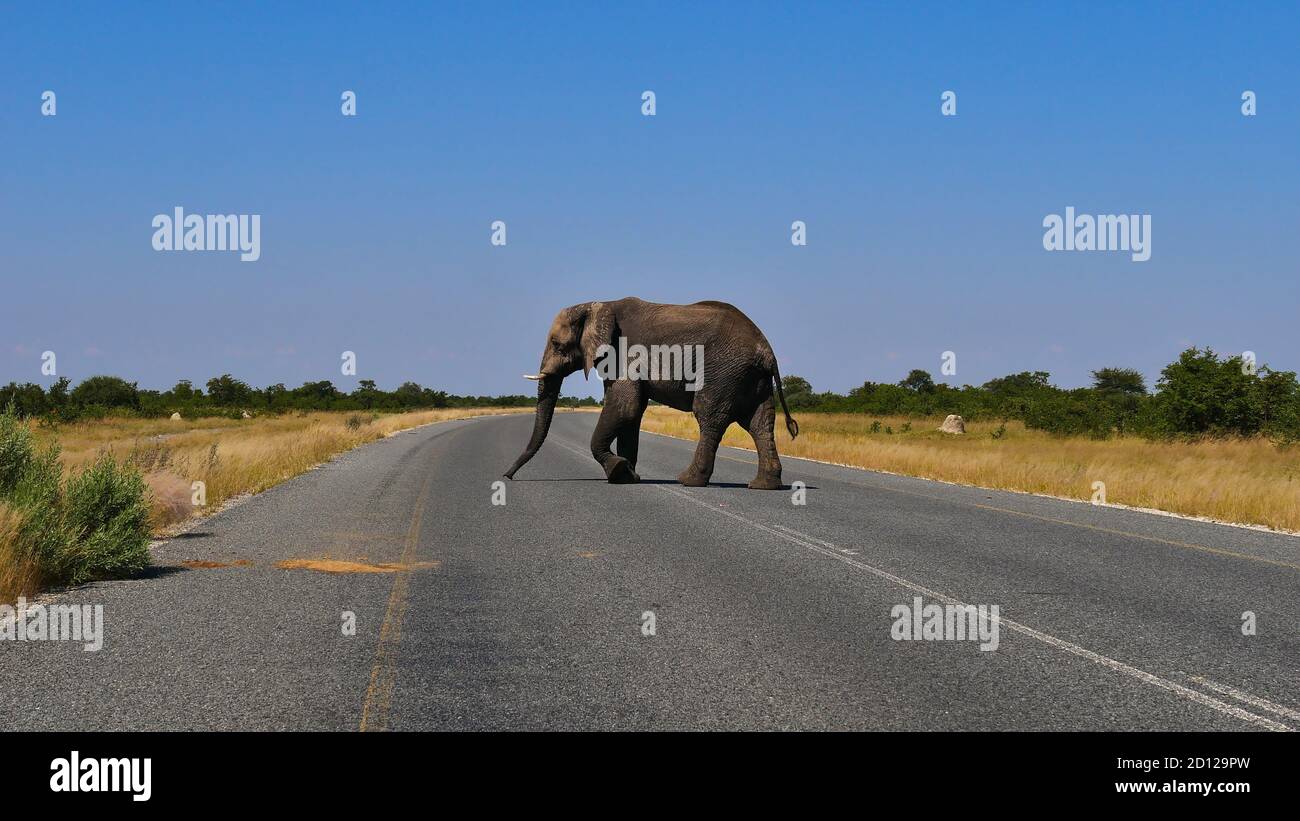 Grand éléphant d'Afrique (loxodonta) avec défenses d'ivoire traversant la route principale entre Kasane et Nata dans le désert de Kalahari, Botswana, Afrique. Banque D'Images