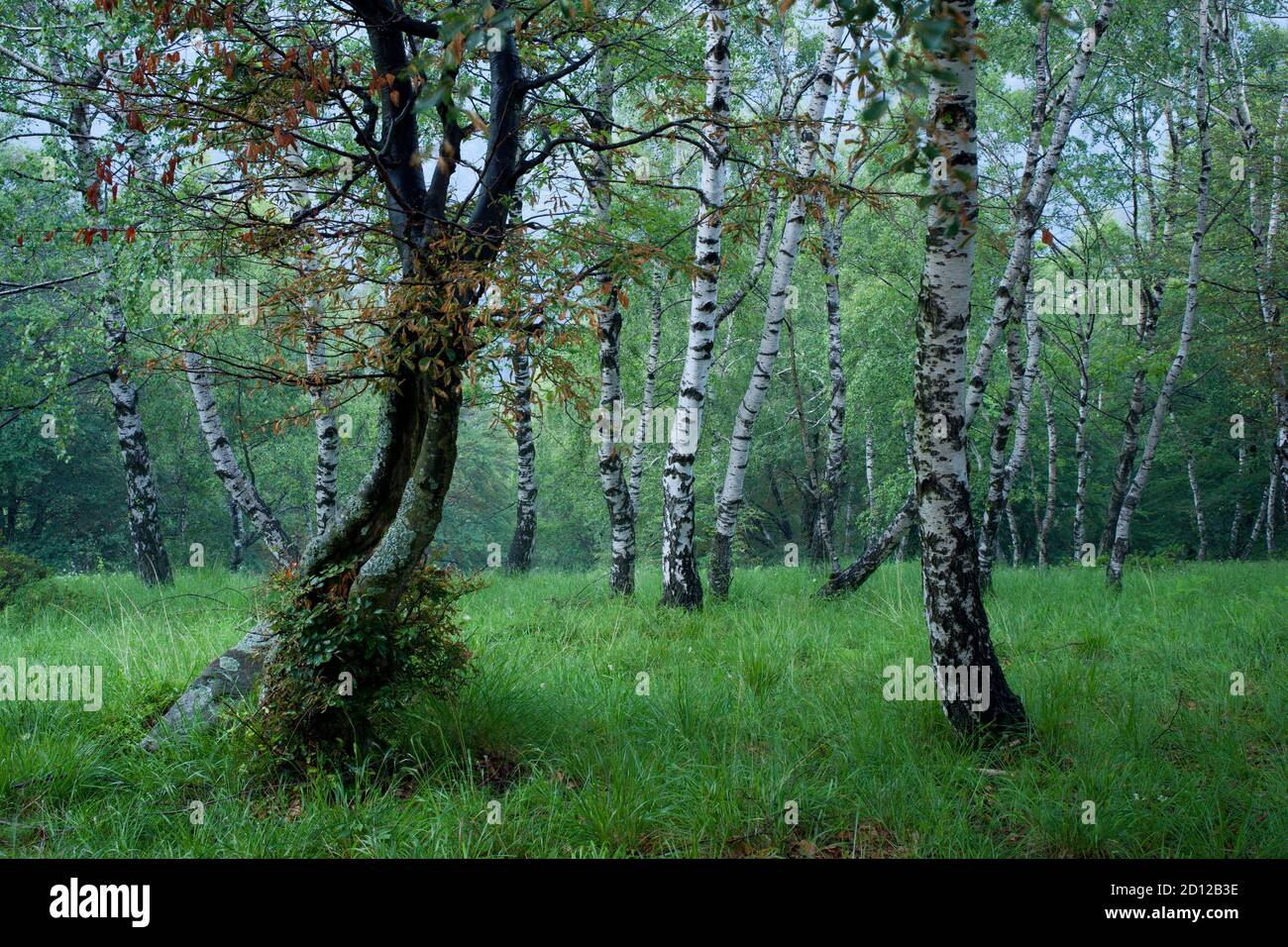 Géographie / Voyage, Italie, Paysage boisé dans le Val Grande, Parc National du Val Grande, Piémont, droits-supplémentaires-déstockage-Info-non-disponible Banque D'Images