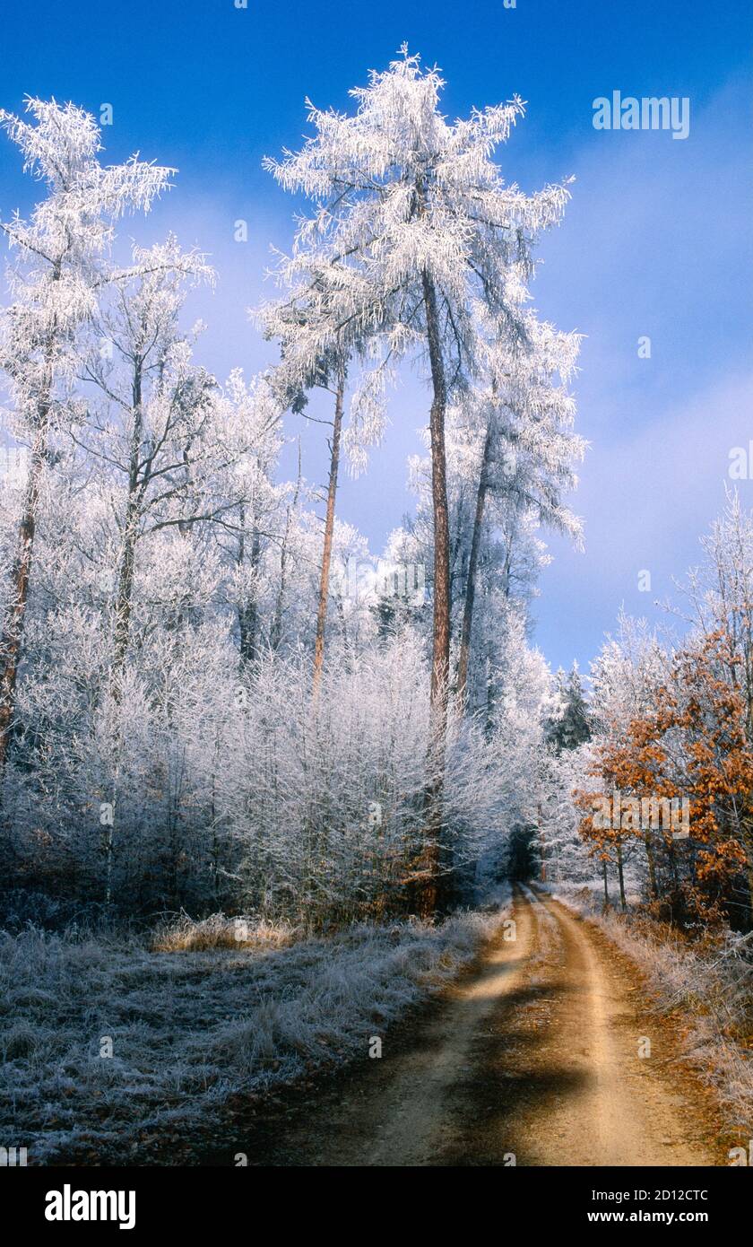 Géographie / Voyage, Autriche, Basse-Autriche, Hardegg, chemin à travers la forêt d'hiver, Additional-Rights-Clearance-Info-not-available Banque D'Images