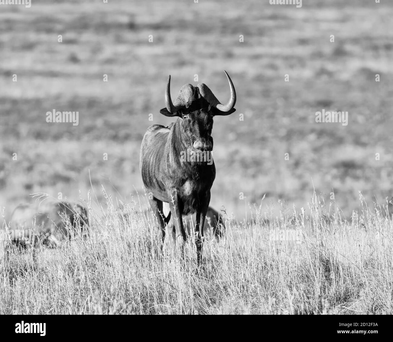 Black Wildebeest et Blesbok dans la savane d'Afrique australe Banque D'Images