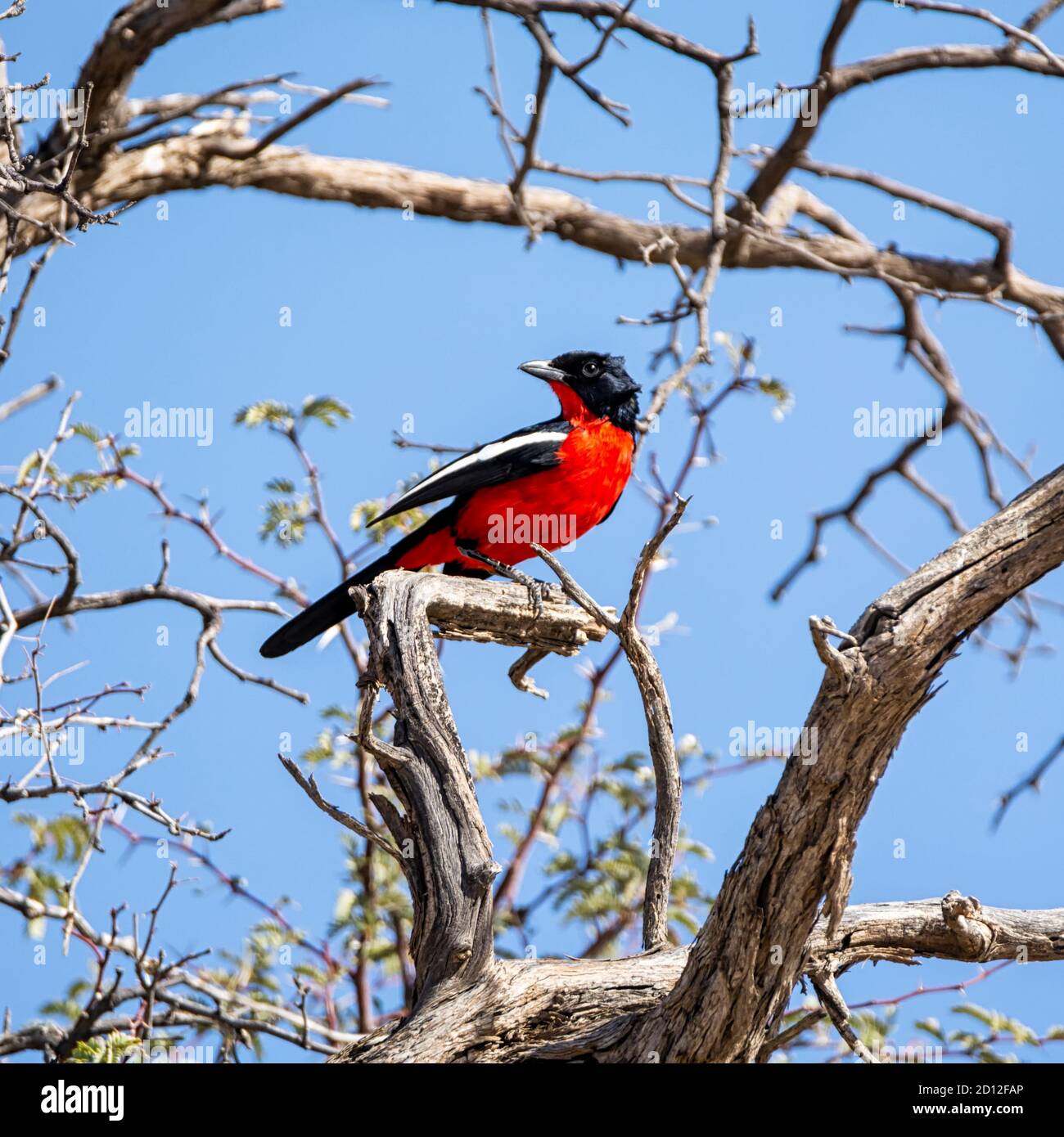 Un shrike croisé cramoisi perché dans un arbre en Afrique australe savannah Banque D'Images