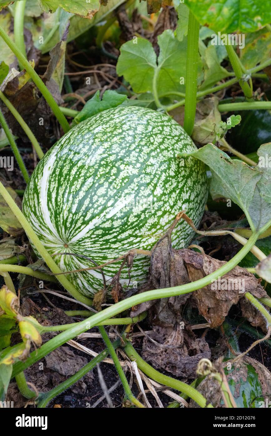 Alcayota, figue de fendre, Cucurbita fifolia. Gourde à feuilles de figues, gourde Malabar, courge de graines noires et cidra, sidra, zambo, melon à nageoires de requin Banque D'Images