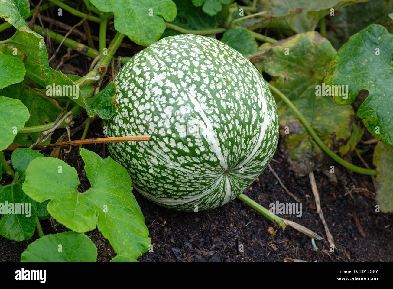 Alcayota, figue de fendre, Cucurbita fifolia. Gourde à feuilles de figues, gourde Malabar, courge de graines noires et cidra, sidra, zambo, melon à nageoires de requin Banque D'Images