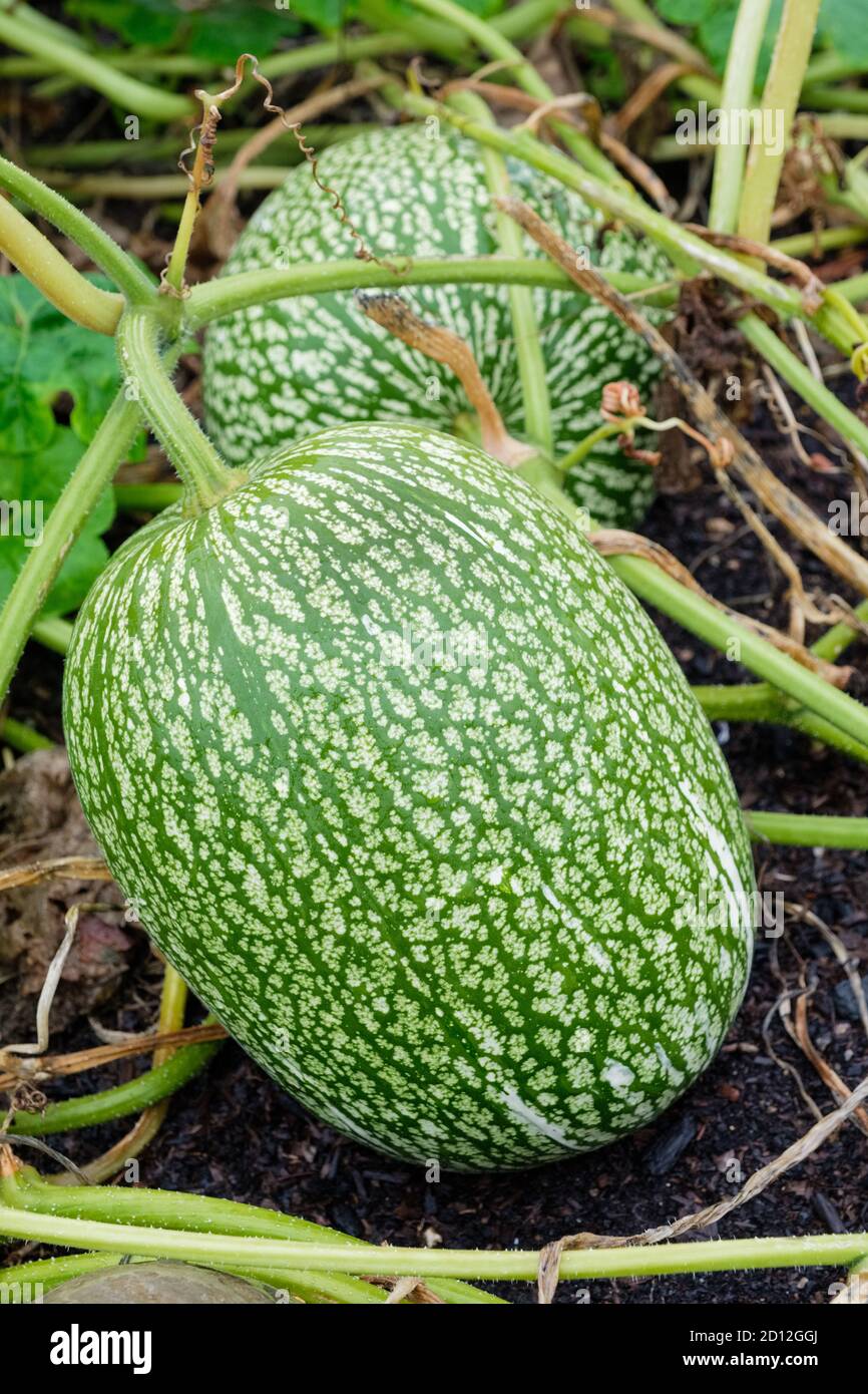 Alcayota, figue de fendre, Cucurbita fifolia. Gourde à feuilles de figues, gourde Malabar, courge de graines noires et cidra, sidra, zambo, melon à nageoires de requin Banque D'Images