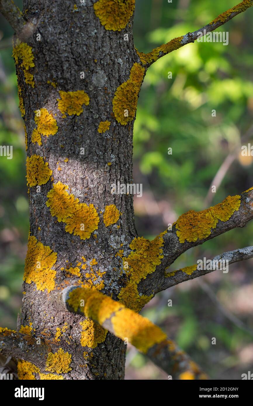 Lichen de la mousse jaune, gros plan. Maladie de l'écorce d'un arbre