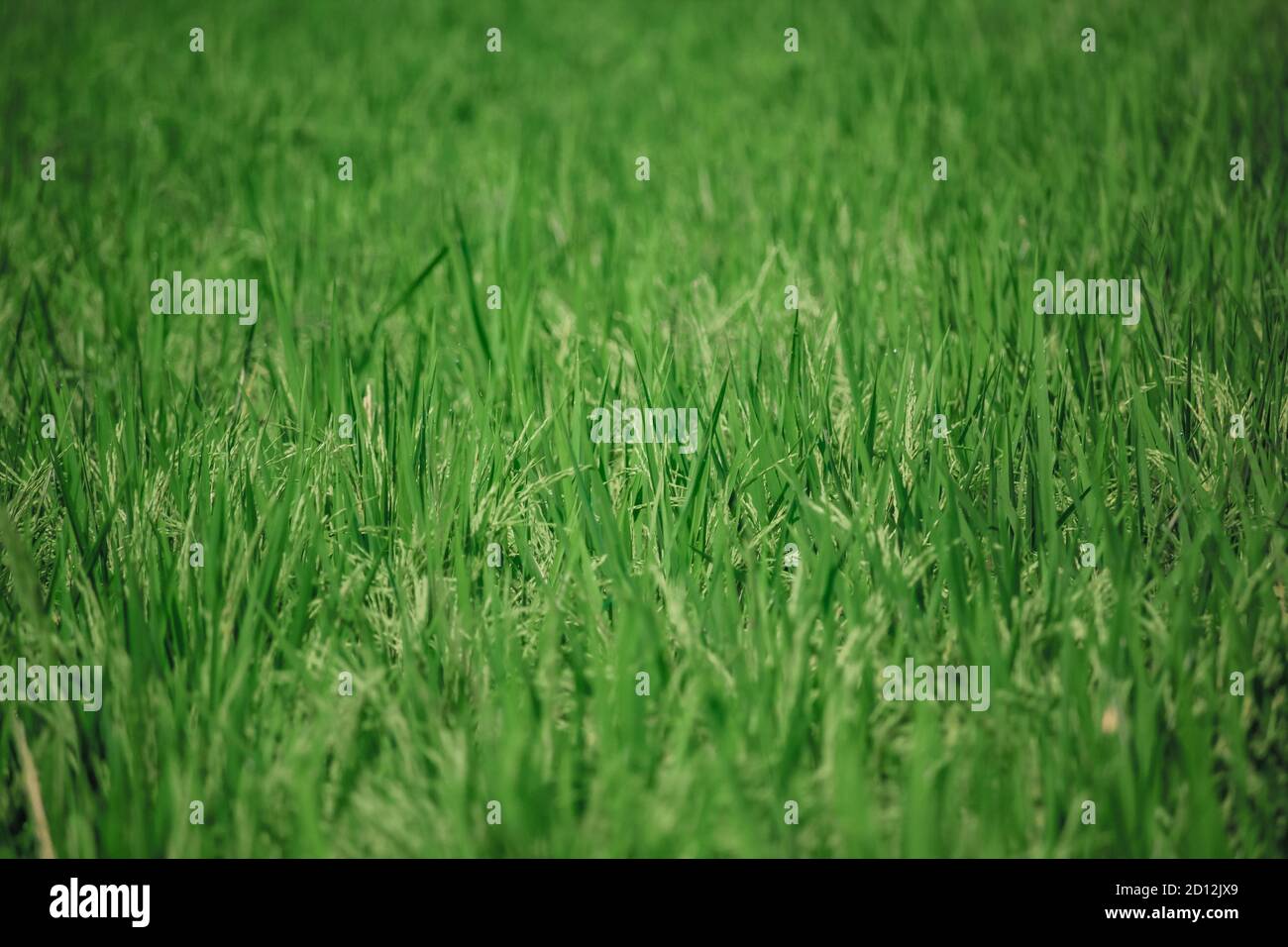 texture de la plante de riz verte Banque D'Images