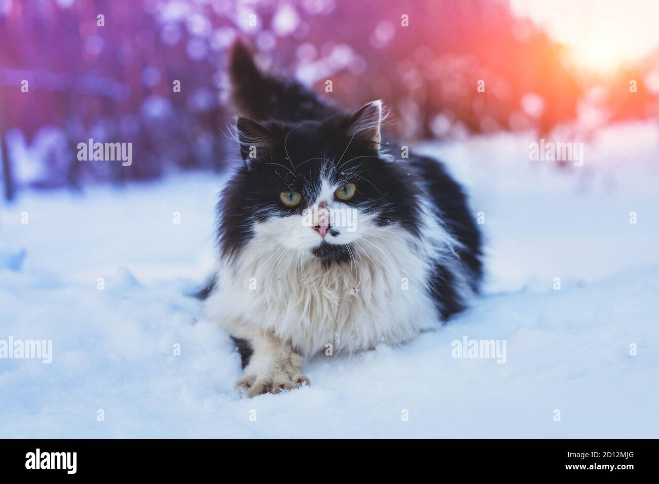 Le Chat Noir Et Blanc A Poil Long Marche Dans La Neige Profonde Photo Stock Alamy