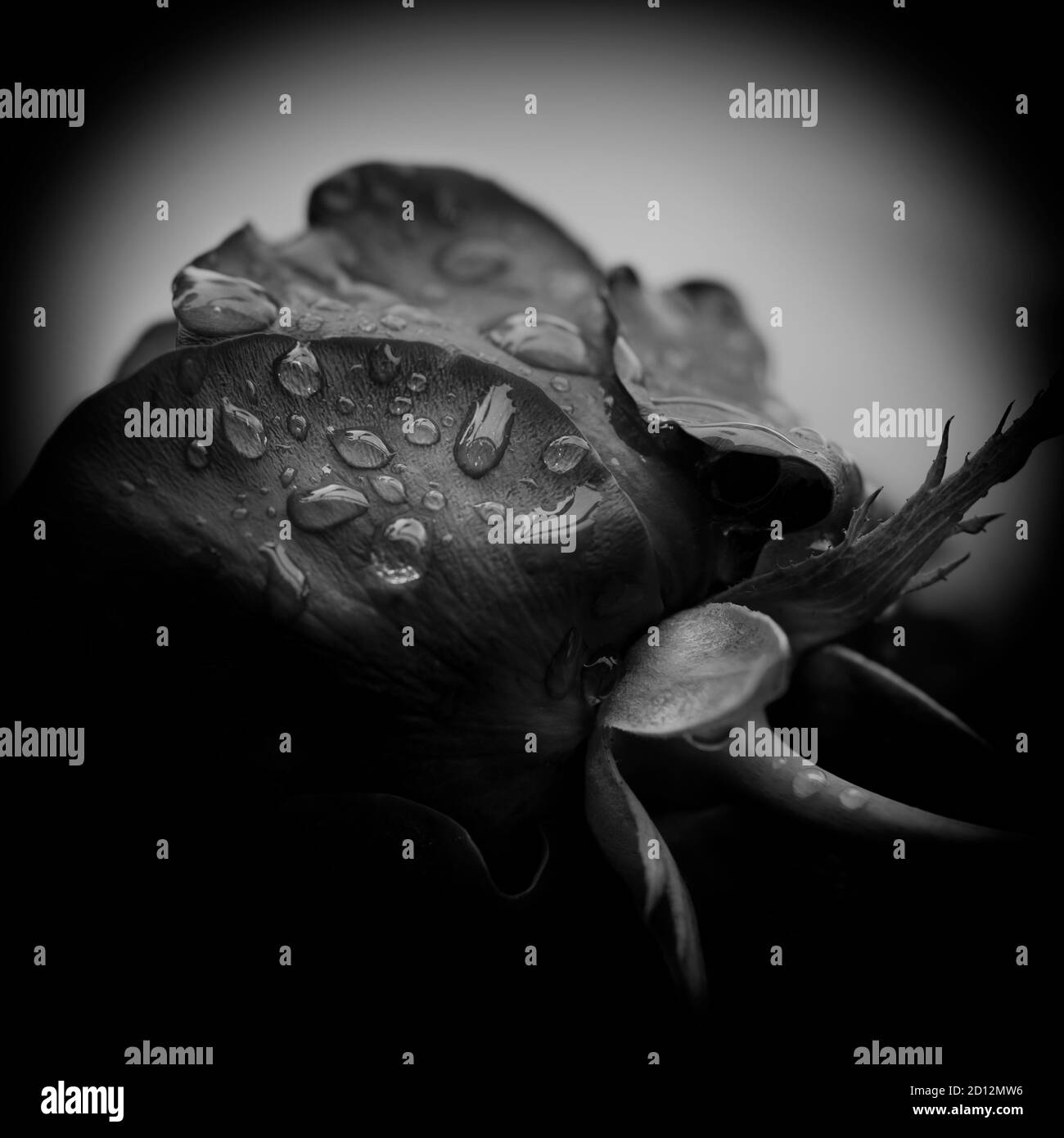 Tri. Gros plan d'une rose avec gouttes d'eau, image en noir et blanc. Banque D'Images
