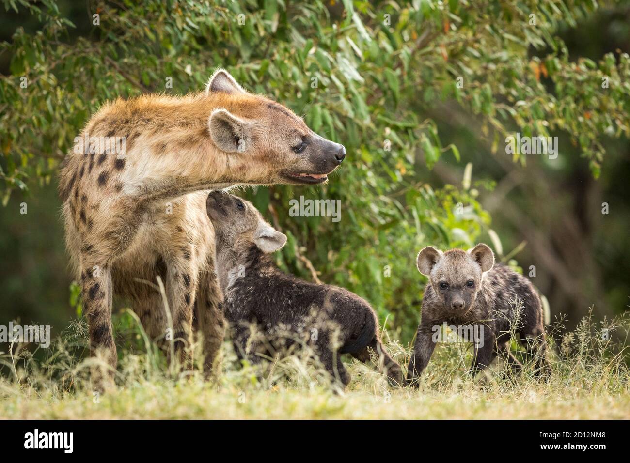 Hyena femelle et ses deux petits hyena montrant l'affection dans Masai Mara au Kenya Banque D'Images