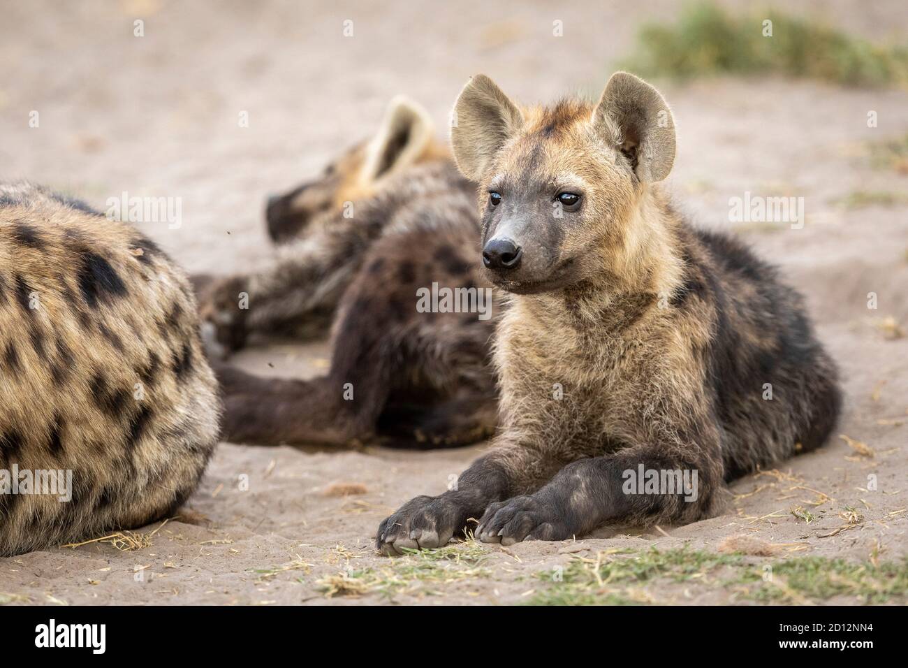 Bébé hyena couché en regardant l'alerte parmi son clan dedans Savuti au Botswana Banque D'Images