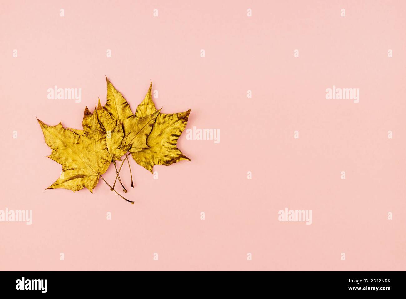 Bouquet d'automne de feuilles d'érable dorées sur fond rose. Concept tendance. Pose en flanelle dans un style minimaliste Banque D'Images