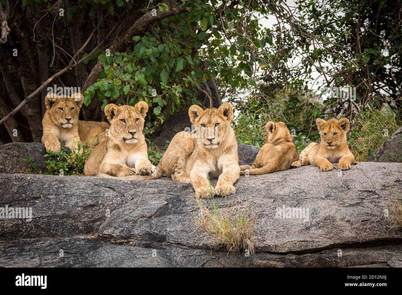 Les oursons de lion se trouvent sur des rochers qui ont l'air d'alerte dans Serengeti National Parc en Tanzanie Banque D'Images