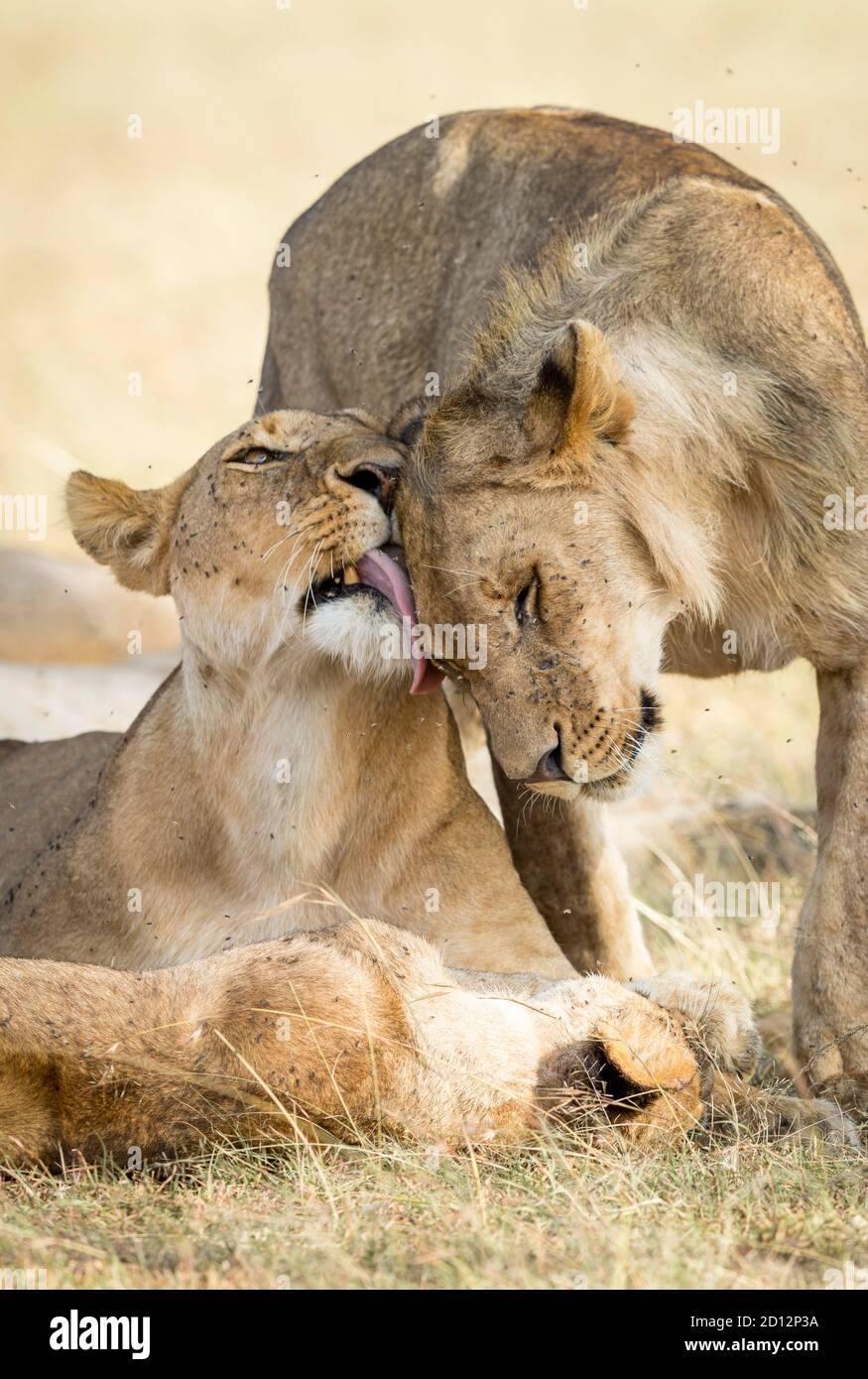 Portrait vertical de deux lions saluant l'un l'autre à Masai Mara au Kenya Banque D'Images