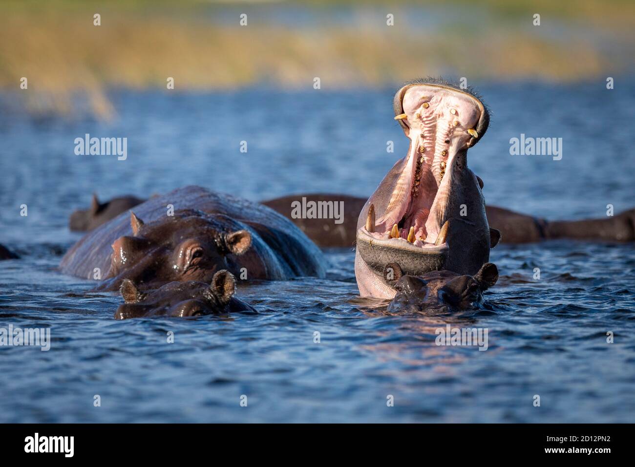 Hippo bâbord avec bouche ouverte dans la rivière Chobe au Botswana Banque D'Images