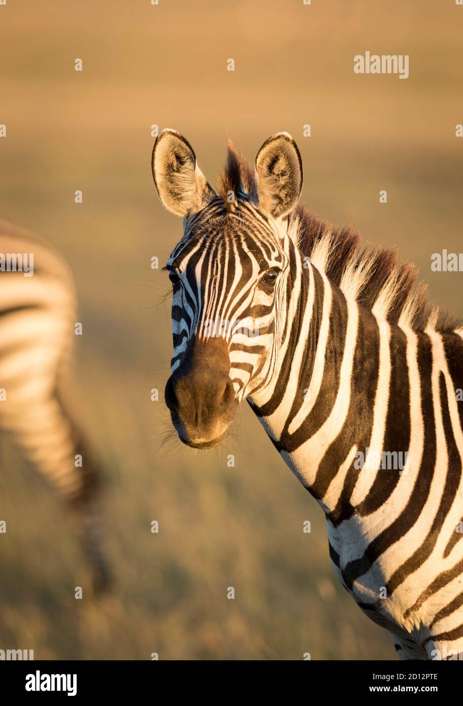 Portrait vertical d'un zèbre adulte regardant l'appareil photo dans lumière du matin dorée à Masai Mara au Kenya Banque D'Images