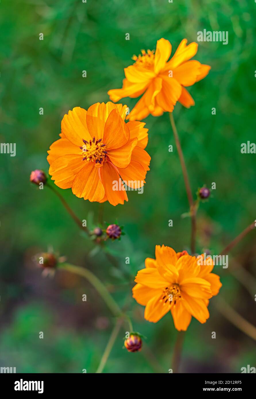 Fleurs d'orange cosmos dans le jardin d'automne. Magnifique fond floral.  Gros plan. Recadrage vertical. Mise au point sélective Photo Stock - Alamy