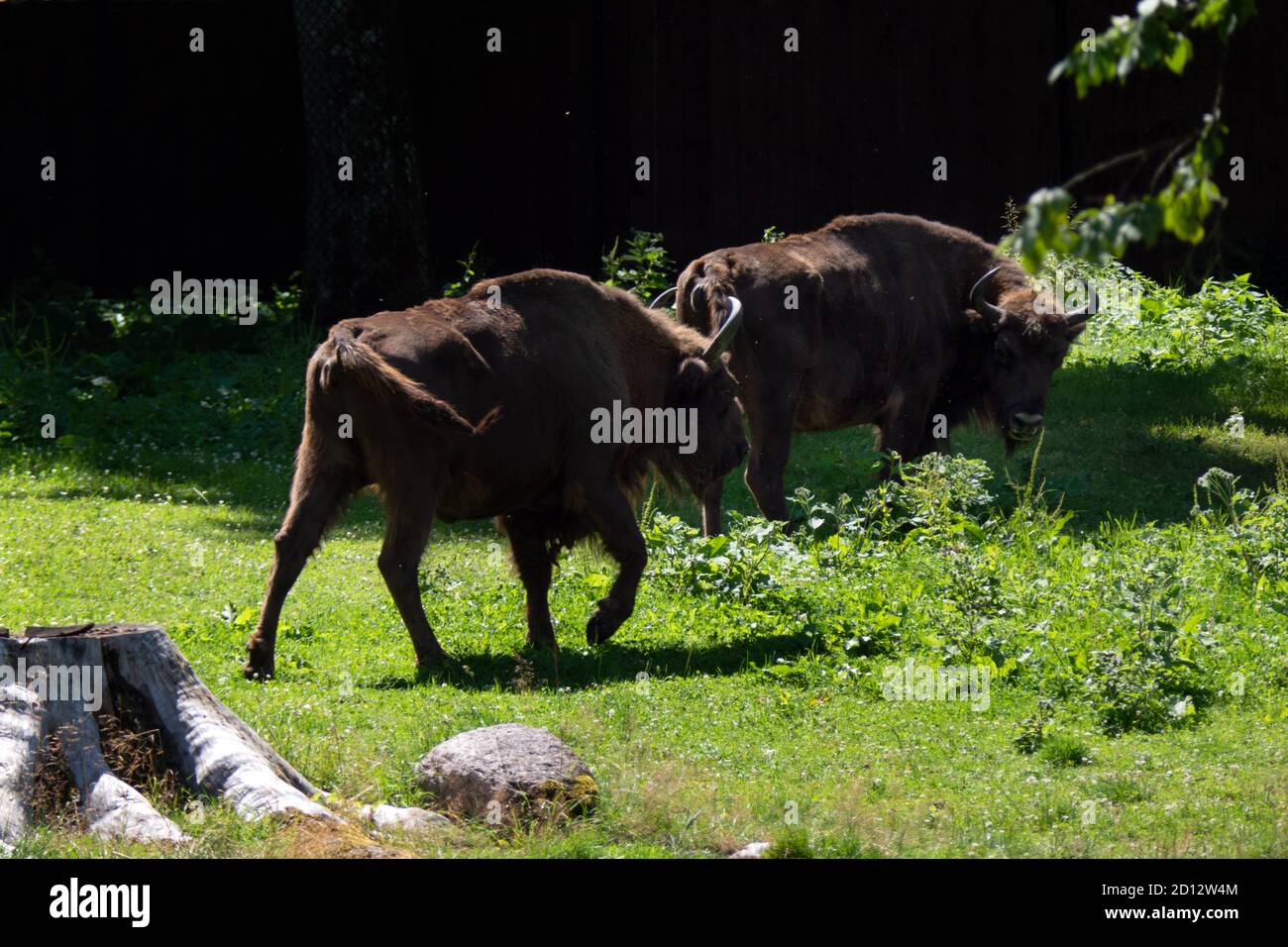 Bisons européens (Bison bonasus) en pâturage dans la forêt de Bialowieza en Pologne, en Europe. Herbe de nourriture d'animaux sauvages dans le parc national polonais. Animaux sauvages, sauvages Banque D'Images
