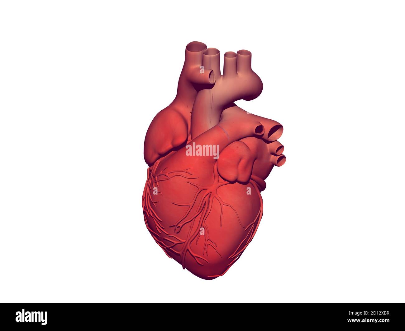 cœur rouge avec aorte et artères coronaires Banque D'Images