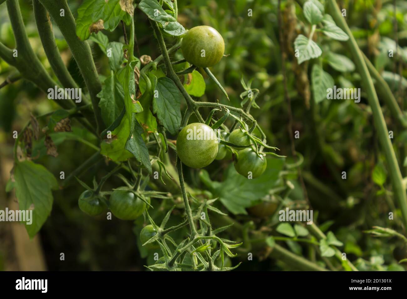 Tomates vertes fraîches à la fin de l'été. Gros plan . Bonne récolte dans une serre en plastique dans l'arrière-cour d'une maison de village. Banque D'Images