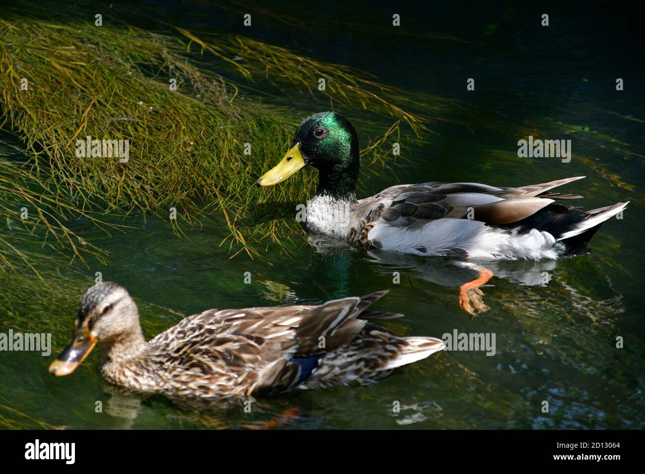 Mallard dans la rivière Banque D'Images