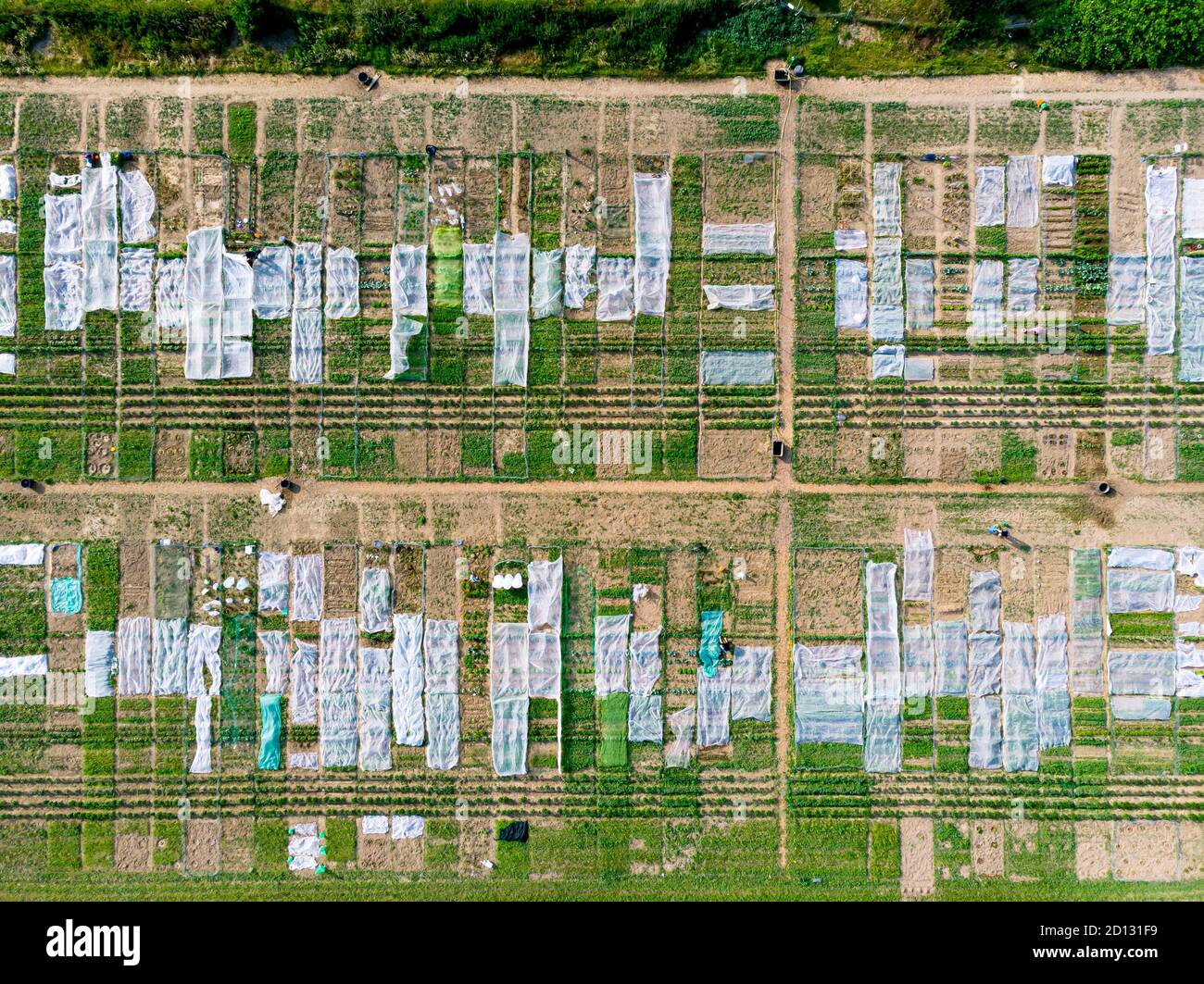 Vue de drone de petits champs de jardiniers privés de passe-temps, qui sont couverts de feuille. Banque D'Images