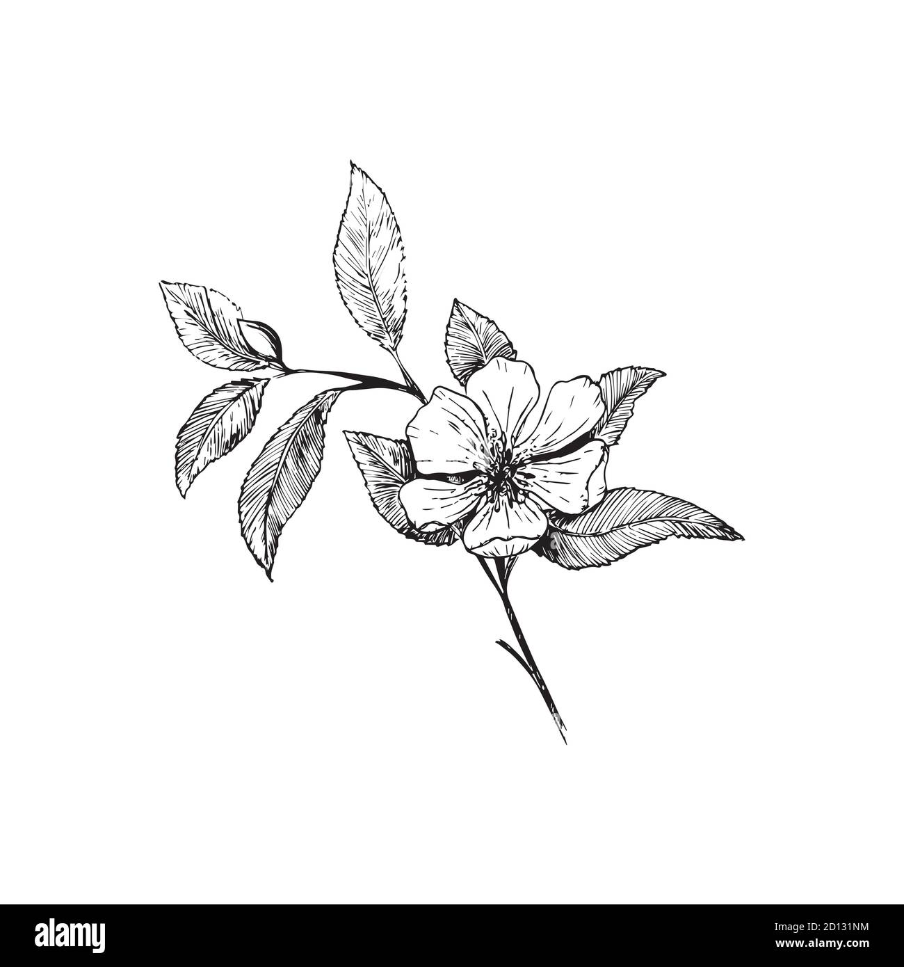 Branche de cerisier isolée sur fond blanc. Main botanique vintage - illustration dessinée. Fleurs printanières de pommiers ou de cerisiers. Illustration de Vecteur