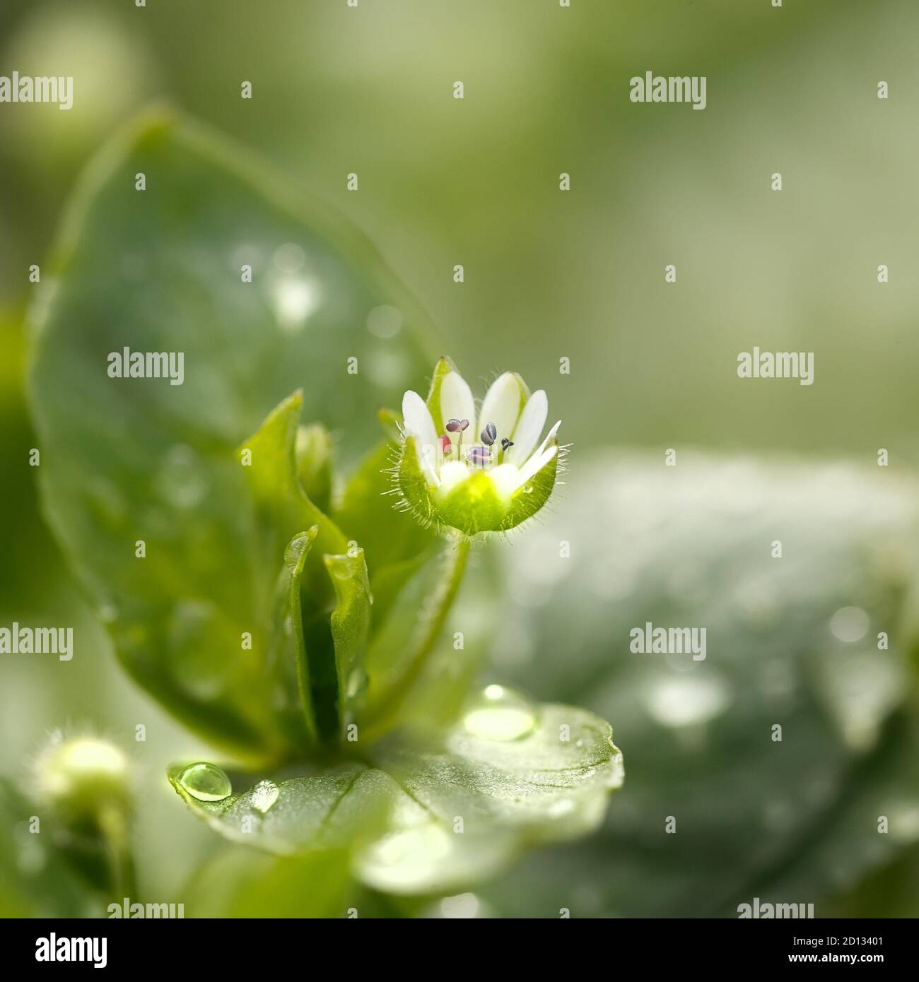 Fleur blanche en tweed avec gouttes de pluie. Gros plan sur un arrière-plan flou Banque D'Images
