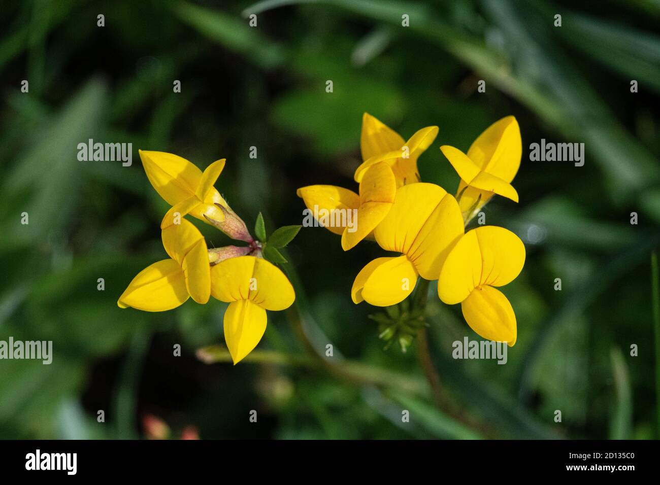 Trèfle à pied d'oiseau ( Lotus corniculatus), deux fleurs Banque D'Images