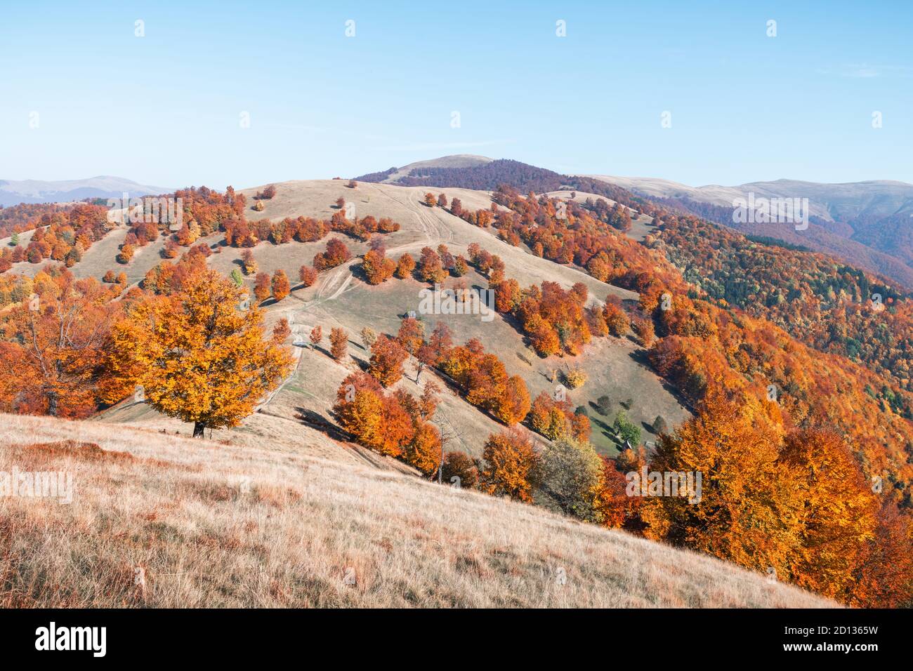 Automne pittoresque des montagnes avec des forêts de hêtres rouges dans les Carpates, l'Ukraine. Photographie de paysage Banque D'Images