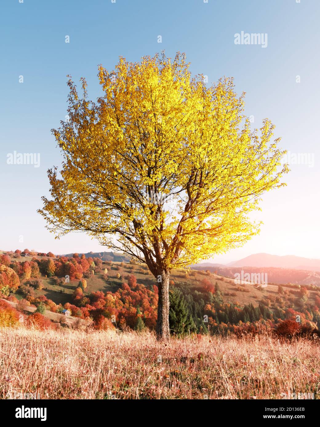 Arbre majestueux avec des feuilles jaunes dans la vallée de montagne d'automne. Scène spectaculaire et colorée. Carpathian montagnes, Ukraine. Photographie de paysage Banque D'Images